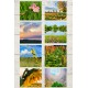 Prairie Peddler Notecards_Pack of 8