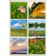 Prairie Peddler Notecards_6 pack