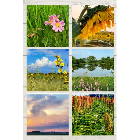 Prairie Peddler Notecards_6 pack