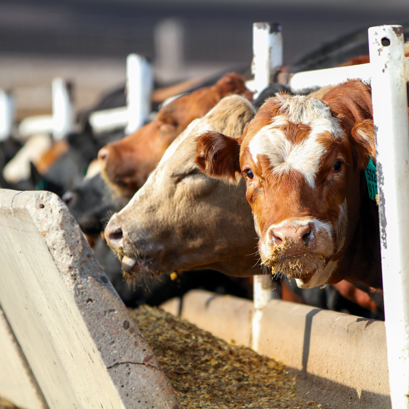 Brookover Feed Yards, Garden City