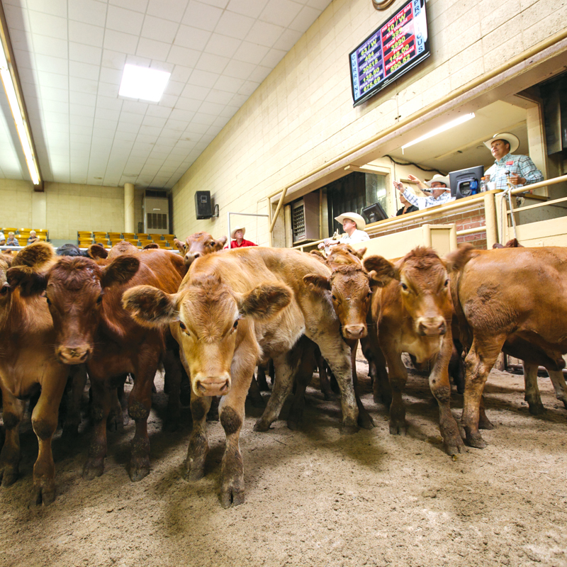 Winter Livestock, Inc.,                                   Dodge City