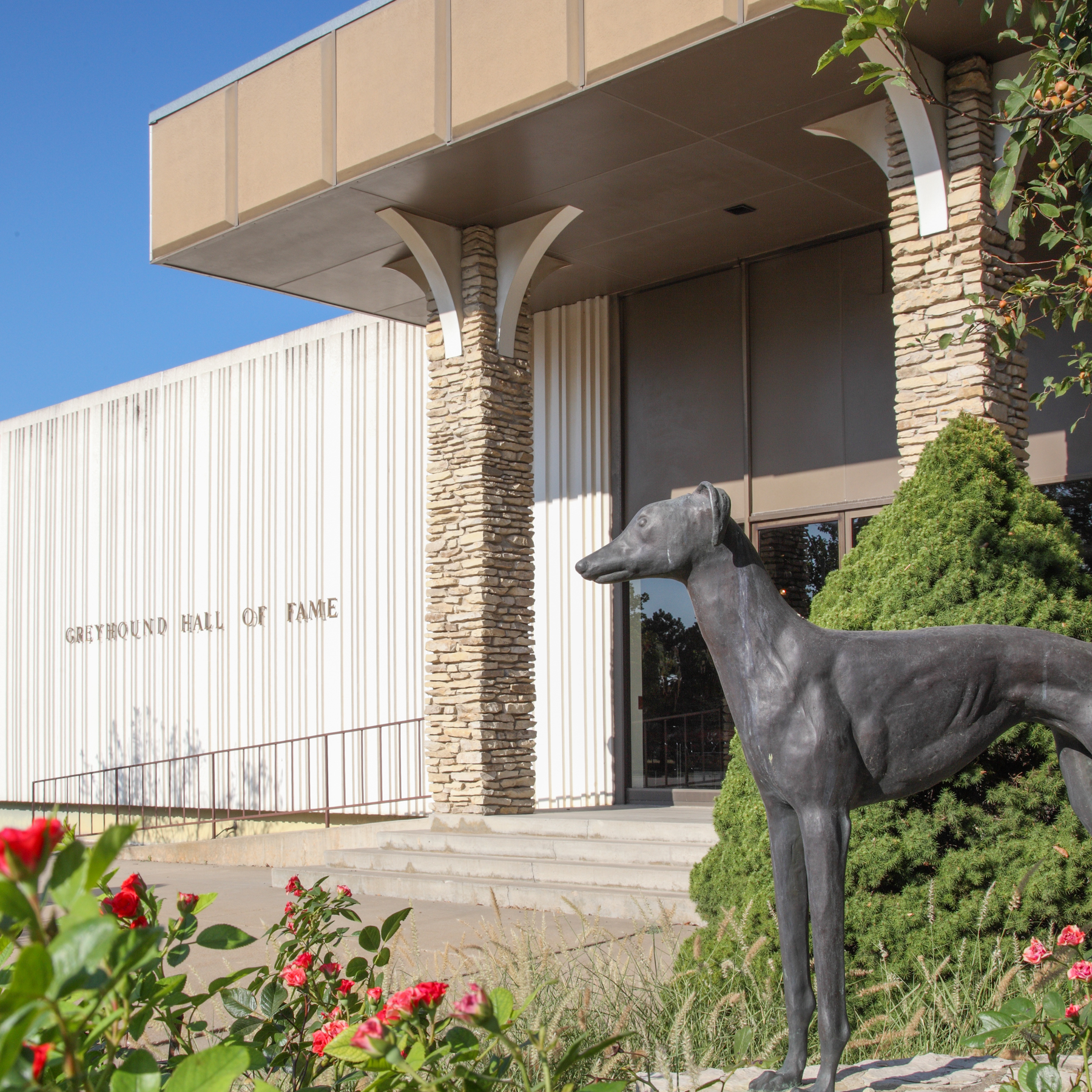 Racing greyhounds, Abilene