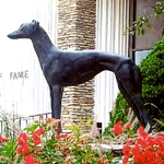 Racing greyhounds, Abilene