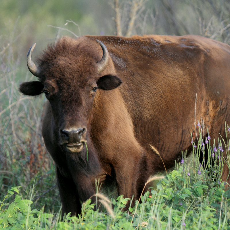 2023-2024 Kansas Otoño y primavera Atlas de caza by Kansas Department of  Wildlife & Parks - Issuu